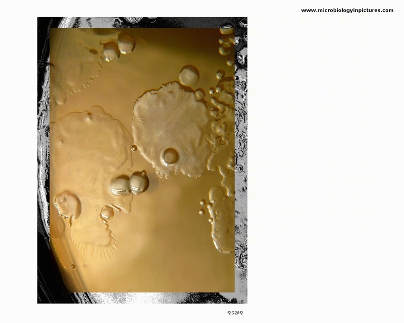 on agar plate
